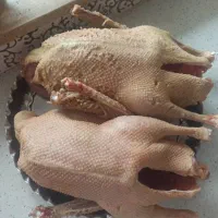 غاز