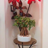 آباژور گل لاله