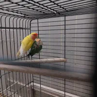 جفت طوطی کوتوله برزیلی مولد با جوجه