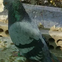 کفتر سبز پرشی نر حسابی|پرنده|قم, دروازه ری|دیوار