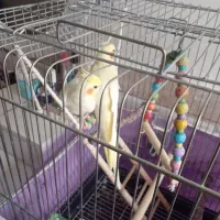 عروس هلندی نروماده ۱ساله لوتینو باقفس ولوازم|پرنده|شهریار, شهریار|دیوار