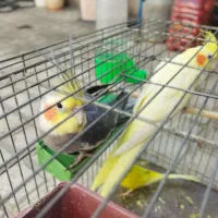 عروس هلندی جفت نر ماده