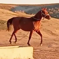 اسب مادیان ۳ساله