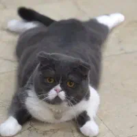 واگذاری گربه اسکاتیش فولد نر بلو|گربه|کرج, میدان میوه و تره بار مرکزی|دیوار