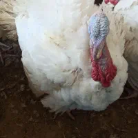 فروش بوقلمون به صورت زنده و پرکنده