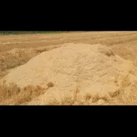 کاه درجه یک