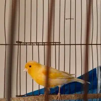 قناری نر مست شلاقی