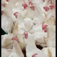 مرغ تخمگذار