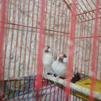 فنج نرگسی بشرط تخم و جوجه باقفس و لونه|پرنده|اهواز, اهواز|دیوار
