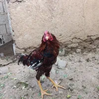 مرغ و خروس لاری