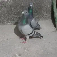 2 جفت کبوتر فروشی|پرنده|گرگان, |دیوار