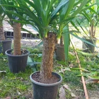 خدمات باغبانی گل وگیاه وباغچه وباغ|خدمات باغبانی و درختکاری|لاهیجان, کوی زمانی|دیوار