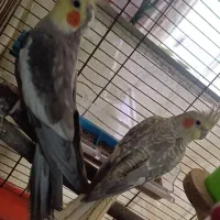 یک جفت عروس هلندی