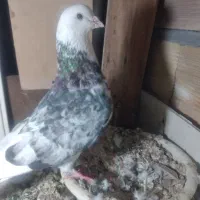 تعداد‌۱۰‌عدد‌کبوتر‌پرشی‌بفروش‌میرسد