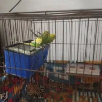 یک جفت مرغ عشق با جوجه