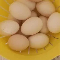 تخم لاری اوشامو نطفه دار