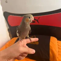 عروس هلندی نر دستی