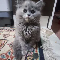 بچه گربه ماده پرشین به شرط سالم وبازی گوش