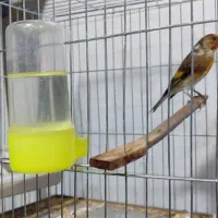 سهره قناری|پرنده|بانه, |دیوار