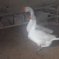 امیدیه روستایه مجنون