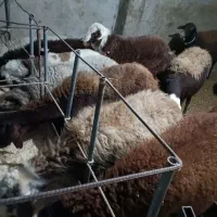 میش قزل آبستن|حیوانات مزرعه|داران, |دیوار