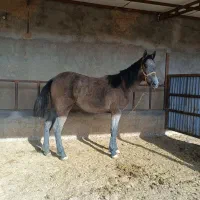 برکت اسب مادیان 20ماهه