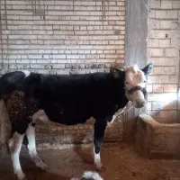 فروشی|حیوانات مزرعه|اصفهان, فرودگاه|دیوار