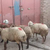 گوسفند چهارتا دوساله وسه ساله ویک بزسه ساله