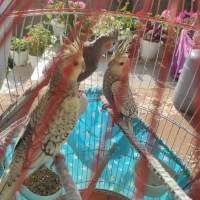 سه  عدد جوجه  عروس هلندی|پرنده|صومعه‌سرا, |دیوار