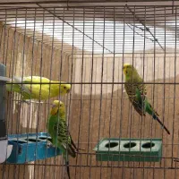 مرغ عشق سبز