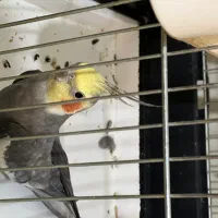 عروس هلندی مست مست