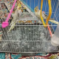 عروس هلندی