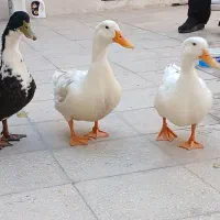 فروش اردک جوان تخم گذار
