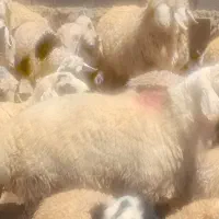 فروش یک عدد شیشک و ۴ تا میش آبستن