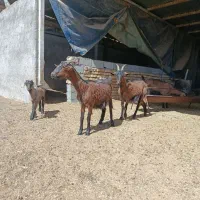 فروش 8 رآس بز آلپاین با بزغاله