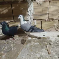 خال و ساده پاک|پرنده|مشهد, کشف|دیوار