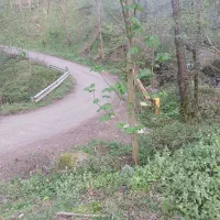 گوسفند دو عدد