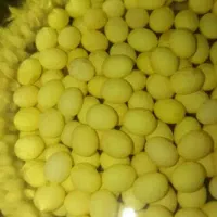 جوجه حلزون ۵ ماهه و خاویار حلزون|خزنده|ملایر, |دیوار