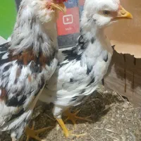جفت گلین ۶ ماهه