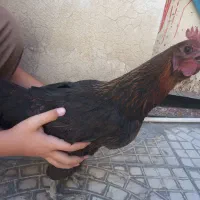 سه مرغ سالم