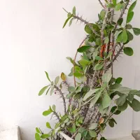 گل طبیعی شاداب|گل و گیاه طبیعی|اسدآباد, |دیوار