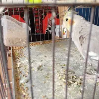 عروس سالم|پرنده|رشت, منظریه|دیوار