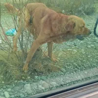 پژدر|سگ|کرمانشاه, |دیوار