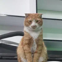 گمشده
