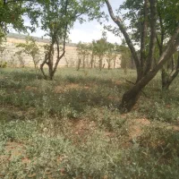 باغ چهاردیواری