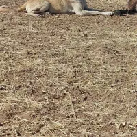 سگ سرابی گله‌ای