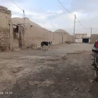 سگ گلیه اصیل سنگ سری|سگ|سبزوار, رضوی|دیوار