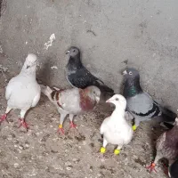 کبوتر دورگ