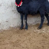 بره قوچ سر سفید