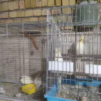 عروس هلندی با جوجه|پرنده|محلات, |دیوار